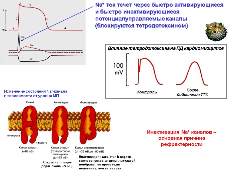 Na+ ток течет через быстро активирующиеся и быстро инактивирующиеся потенциалуправляемые каналы (блокируются тетродотоксином) Влияние Na+ ток течет через быстро активирующиеся и быстро инактивирующиеся потенциалуправляемые каналы (блокируются тетродотоксином) Влияние
